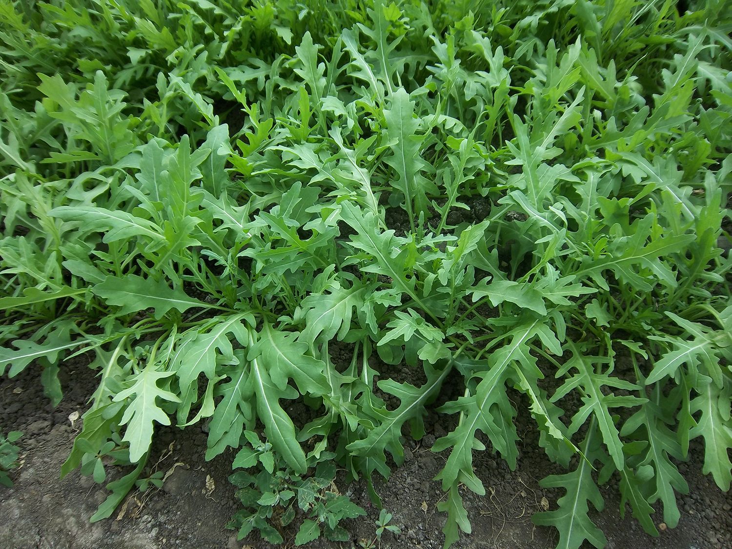 roketa wild